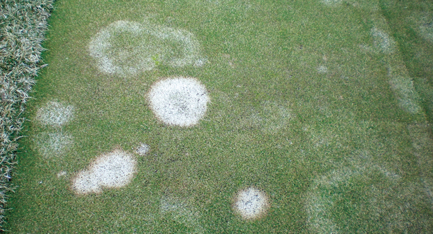 Pink snow mold, characterized by the color of its patch edges, targets both blade and root in affected grass. (Photo: Nufarm)