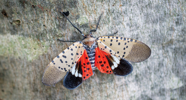 While it’s not a turf pest, the spotted lanternfly is a major nuisance to ornamental plantings experts say. (Photo: arlutz73/iStock / Getty Images Plus/Getty Images)