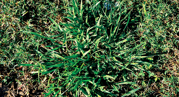 Dallisgrass is commonly mistaken for crabgrass. An easy way to tell the difference is the weed’s height, with dallisgrass being taller of the two. (Photo courtesy of PBI Gordon Corp.)