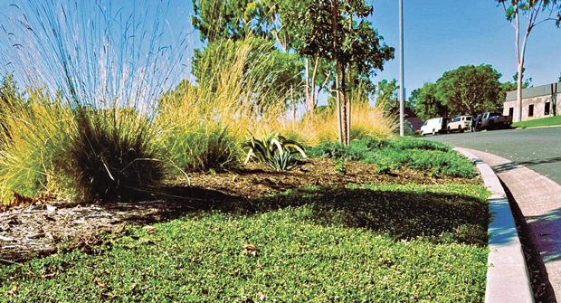 Moreno says Kurapia, a low-lying ground cover, is gaining in popularity as a turfgrass alternative in the Western U.S. (Photo: Max Moreno)