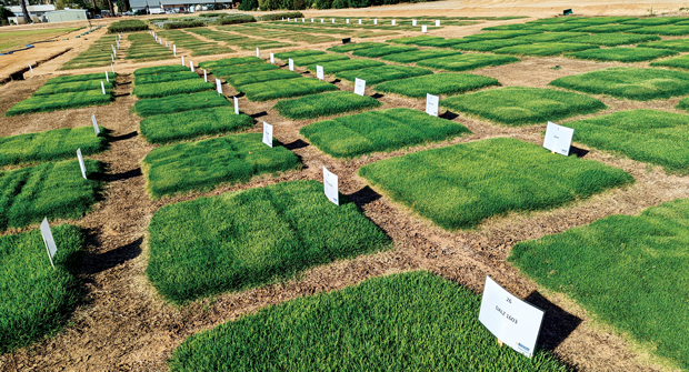 Property type, amount of traffic and disease history should all factor into the decision to select a turfgrass variety. (Photo: Kevin Morris)