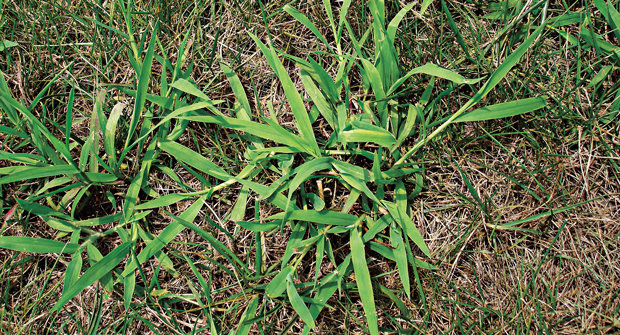 Fertility management, combined with disease and insect control are keys to keep crabgrass at bay. (Photo: Syngenta)