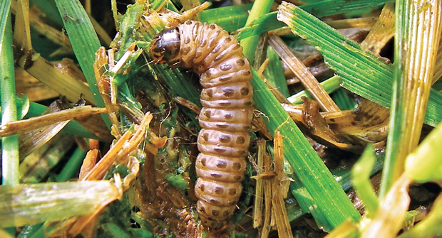 Sod webworm caterpillars are the most damaging part of the turf pests’ life cycle. Most damage occurs when the caterpillars reach peak maturity. (Photo: Envu)