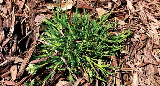 Experts say Poa annua is a difficult weed for LCOs to manage because of its ability to adapt to adverse conditions. (Photo: Nufarm)