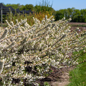 Photo: Bailey Nurseries
