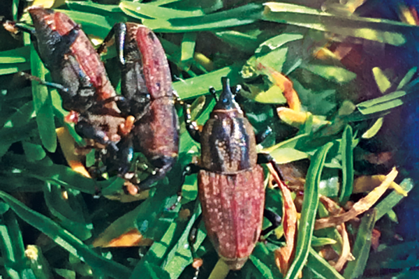 Hunting billbugs, found in warm-season turf, can overwinter as both larvae and adults which makes controlling them that much harder. (Photo: Syngenta)