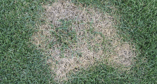 Lawn care operators have several control options to tackle summer, large and brown patch. With different strains of large patch, LCOs will need to deploy different controls strategies. (Photo: Mary Ann Hansen, Virginia Polytechnic Institute and State University, Bugwood.org )