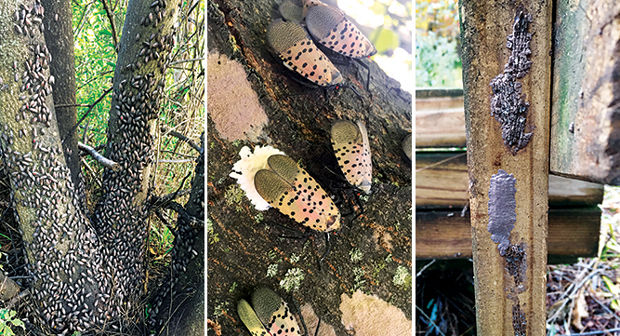 (Photos by: Emelie Swackhamer, Penn State Extension)