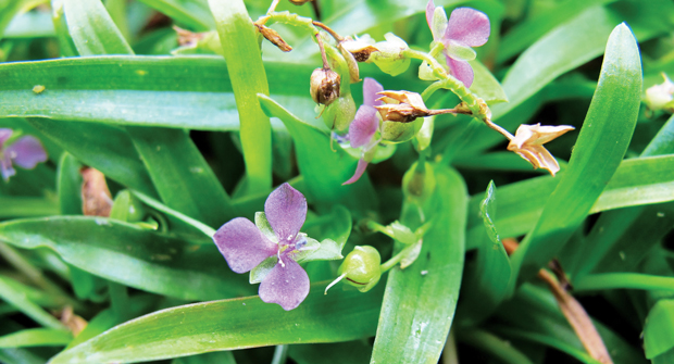 Correct timing of preemergent herbicide applications is crucial for doveweed control. (Photo: Syngenta)