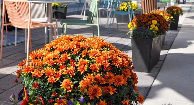 (Photo: David J. Frank Landscape Contracting)