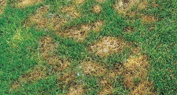For Pythium blight to take hold in a lawn, it needs three key factors: a susceptible host, the right environmental conditions and the disease to be present. (Photo: PBI-Gordon)