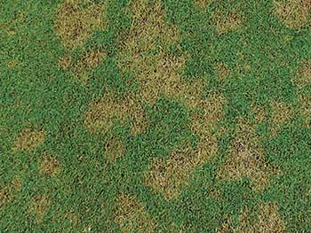 Dollar spot (Photo: PBI-Gordon Corp.)