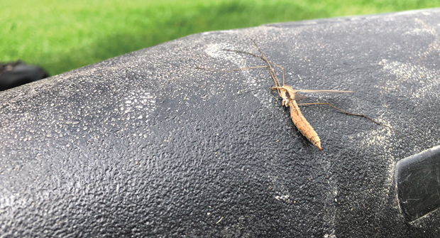 Crane flies spend most of their life cycle as larvae, leaving plenty of time to cause turf damage. (Photo: Ben MCgraw Ph.D.)