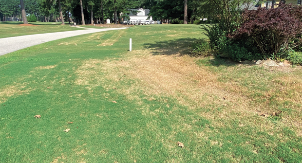 Fall armyworm damage doesn’t mean the end of the road for your turf, as curative treatment options can help bring it back. (Photo: Patrick Beaman)