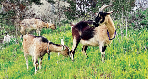 Gachina Landscape Maintenance uses goats to help manage vegetation on properties with steep slopes. (Photo: Gachina Landscape Management)