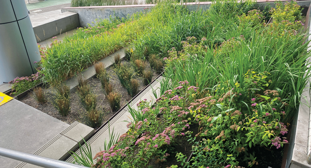 (Photo courtesy of Pacific Landscape Management)