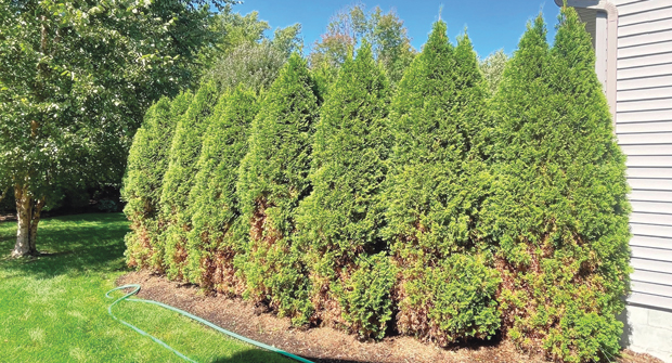 (Photo: Monster Tree Service of Rochester)