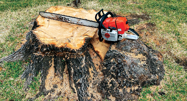 Experts say the size of the tree is a main determining factor for the type of approach needed for grinding. (Photo: Chorbie)