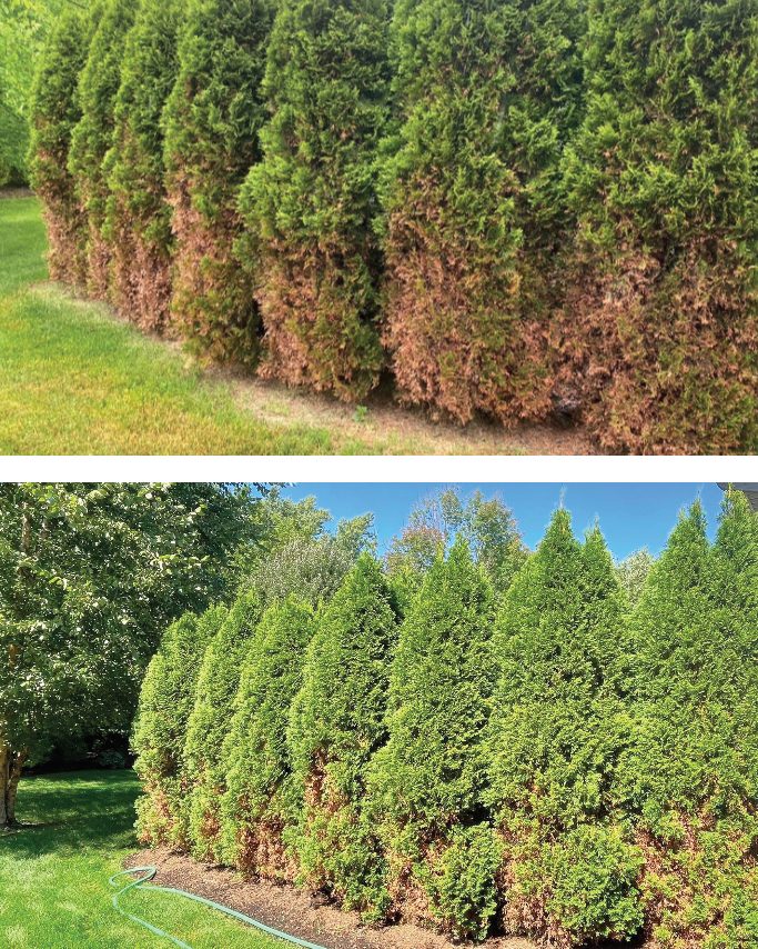 A focus on soil health and root health of trees can make a big difference as shown in this before (top) and after photo (bottom). (Photos: Monster Tree Service of Rochester)