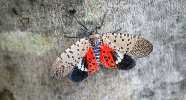 Spotted lanternfly is once again a pest experts say LCOs should keep an eye on. (Photo: arlutz73 / iStock / Getty Images Plus / Getty Images)