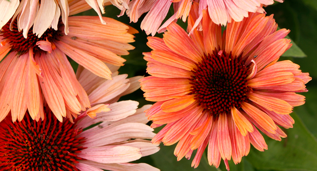 Echinacea Fresco Apricot. (Photo courtesy of Terra Nova Nurseries)