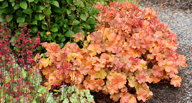 Heuchera Northern Exposure ‘Amber’. (Photo courtesy of Terra Nova Nurseries)