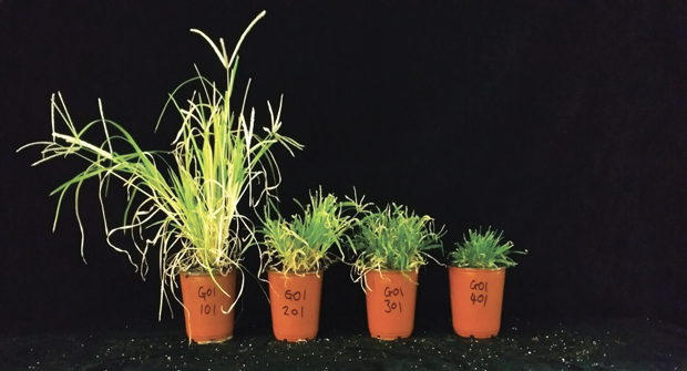 Experts say identification is essential when treating weeds. (Photo: Quali-Pro)