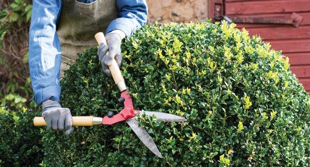 Hand pruning might take more time than a quick shear, but in the long run it will benefit your plants. (Photo: Jurgute / iStock / Getty Images Plus / Getty Images)