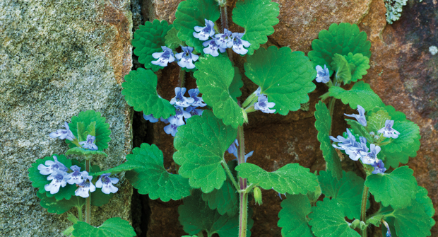Ground Ivy (Photo: Quali-Pro)