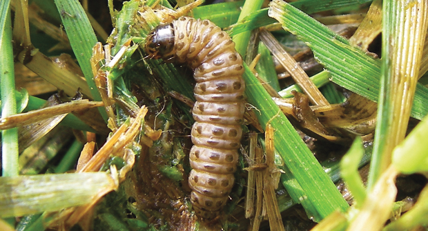 Sod webworm damage can look similar to drought damage, making identification crucial for control. (Photo: Envu)
