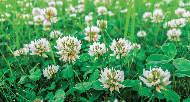 White clover. (Photo: Getty Images: DNY59 / E+, boschettophotography / iStock / Getty Images Plus)
