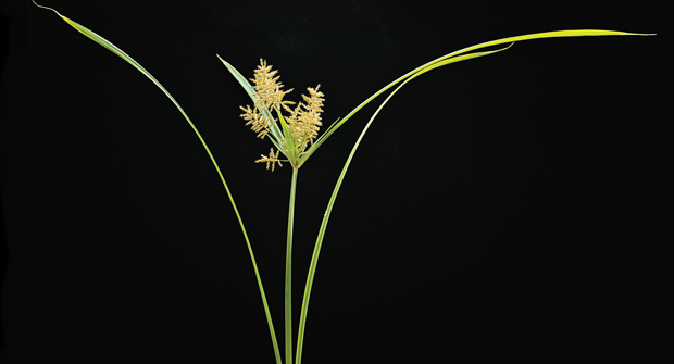 Yellow Nutsedge. (Photo: Quali-Pro)