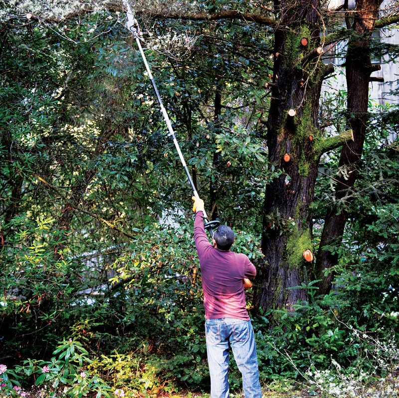 No matter the brand, tree care professionals say it’s important to get hands-on experience with a pole saw before making a purchase. (Photo: Bill Oxford / iStock / Getty Images Plus / getty images)