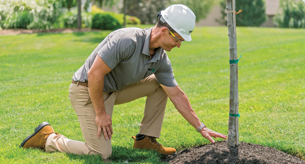 Experts say a great way to keep track of a tree’s health is through its incremental growth. (Photo: Davey Tree)