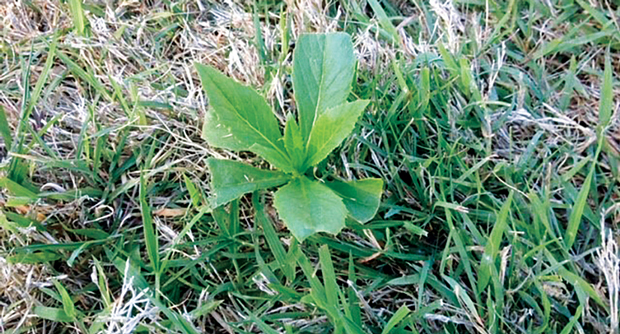Fireweed can be a major problem for LCOs because of how fast it spreads. (Photo: Personal Lawn Care)