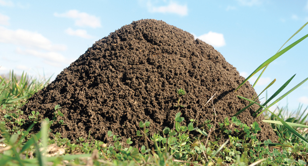 Fire ant mounds, if left undisturbed, can grow to 18-inches in height. (Photo: Blake Layton)