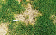 Summer patch-infected turf declines for one to two weeks, turning yellow or straw brown and eventually collapsing to the soil surface. (Photo: Rutgers University, PBI-Gordon Corp)