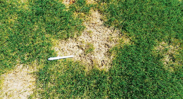 Summer patch-infected turf declines for one to two weeks, turning yellow or straw brown and eventually collapsing to the soil surface. (Photo: Rutgers University, PBI-Gordon Corp)