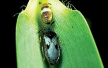 LCOs can spot hairy chinch bugs by looking for the trademark white X on their backs. (Photo: Syngenta)
