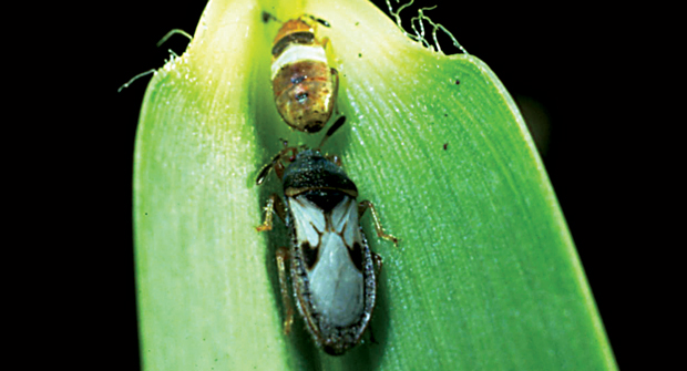 LCOs can spot hairy chinch bugs by looking for the trademark white X on their backs. (Photo: Syngenta)