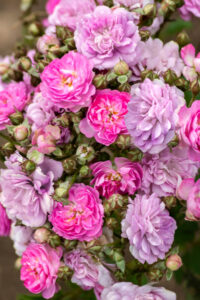Pretty Polly Lavender. (Photo courtesy of Star Roses and Plants)