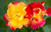 Sunset Horizon. (Photo courtesy of Star Roses and Plants)