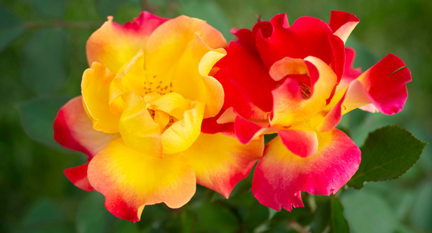Sunset Horizon. (Photo courtesy of Star Roses and Plants)