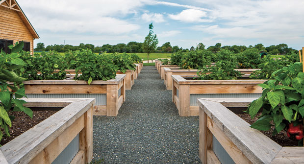 The contractor built raised beds to be ADA compliant. (Photo: Hidden Creek Landscaping)