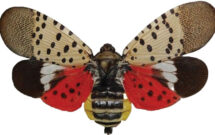 Spotted lanternfly. (Photo: Nufarm)