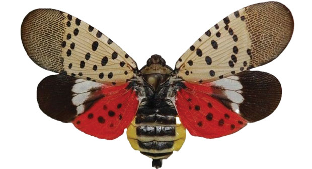 Spotted lanternfly. (Photo: Nufarm)