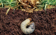 Grubs can be a constant thorn in the side of a lawn care operator every summer if left untreated. (Getty Images: wildpixel / iStock / Getty Images Plus)