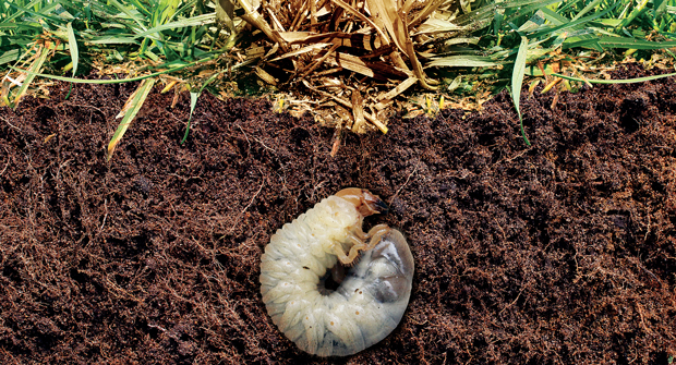 Grubs can be a constant thorn in the side of a lawn care operator every summer if left untreated. (Getty Images: wildpixel / iStock / Getty Images Plus)