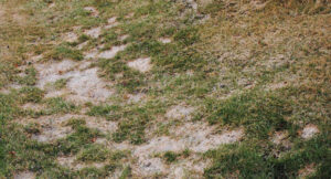 Gray snow mold generally only kills grass surface blades but can destroy roots if left untreated in wet soil. (Photo: Envu)