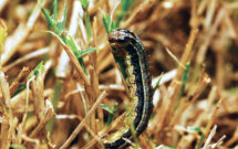 Broad black stripes and an inverted Y on the head distinguish fall armyworm caterpillars. (Photo: Ben McGraw)